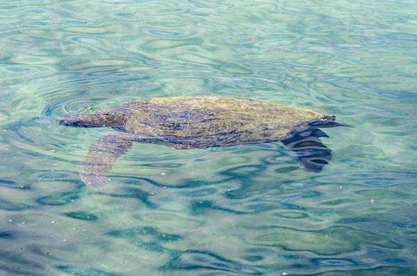 Tortuga Marina - islote Las Tintoreras - islas Galápagos - Ecuador 2.jpg